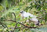 White Hawkborder=